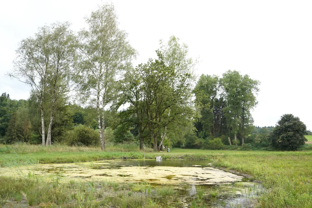 Naturschutzgebiet Wildert in Illnau-Effretikon.